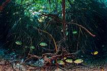Mayan cichlids (Cichlasoma urophthalmus) shelter amongst Mangrove roots (Rhizophora mangle) in a coastal cenote that mixes fresh and salt water. Casa Cenote, Tulum, Yucatan, Mexico.