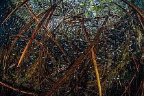Shoaling cenote mollies (Heterandria bimaculata) shelter amongst Mangrove roots (Rhizophora mangle). Casa Cenote; Tulum, Yucatan, Mexico.