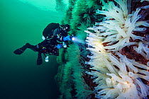 Diver examines a wall covered in large Sea squirts (Ciona intestinalis).  Gulen, Bergen, Norway. North Sea, North East Atlantic Ocean.