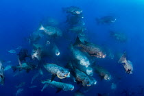 Large group of Midnight snappers (Macolor macularis) race in to feed on eggs spawned by bohar snappers. Ulong, Rock Islands, Palau, Mirconesia. Tropical west Pacific Ocean
