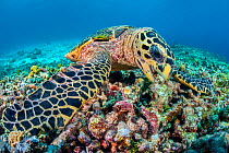 Hawksbill sea turtle (Eretmochelys imbricata) feeding on sponges and other encrusting life growing on coral rubble. Rock Islands, Palau, Mirconesia. Tropical west Pacific Ocean