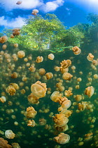 Aggregation of Golden jellyfish (Mastigias sp.) in a marine lake in Palau, Jellyfish Lake, Eil Malk island, Rock Islands, Palau. Tropical north Pacific Ocean.