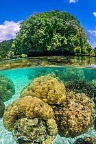 Hard corals (Porites sp. ) grow in shallow water around limestone rock islands. Korror, Palau, Mirconesia. Tropical west Pacific Ocean