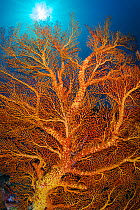 Yellow and orange seafan (Melithaea sp.) growing on a coral reef. Ulong, Rock Islands, Palau, Mirconesia. Tropical west Pacific Ocean