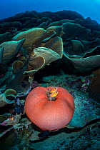 Magnificent sea anemone (Heteractis magnifica) is home to a Pink anemonefish (Amphiprion perideraion) in cabbage coral. Ulong, Rock Islands, Palau, Mirconesia. Tropical west Pacific Ocean