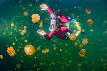 Snorkeller swimming through Golden jellyfish (Mastigias sp.) in a marine lake, Jellyfish Lake, Eil Malk island, Rock Islands, Palau. Tropical north Pacific Ocean.