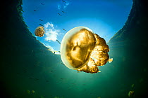 Golden jellyfish (Mastigias sp.) in a marine lake, Jellyfish Lake, Eil Malk island, Rock Islands, Palau. Tropical north Pacific Ocean.