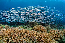Large school of Bigeye jacks (Caranx sexfasciatus) over a coral reef, made up of predominantly Acropora sp. hard corals. Tubbataha reef, Tubbataha Reefs Natural Park, UNESCO World Heritage Site Palawa...