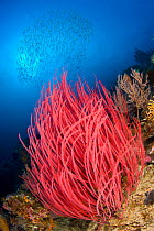 Red whip coral (Ctenocella sp.) with a school of fish above. Fiabacet Islands, Misool, Raja Ampat, West Papua, Indonesia. Ceram Sea, Tropcial West Pacific Ocean