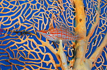 Longnose hawkfish (Oxycirrhites typus) in its home sea fan (Annella mollis) on a coral reef. Small Crack, Sha'ab Mahmud, Sinai, Egypt. Red Sea.