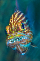 Tiger cardinalfish (Cheilodipterus macrodon) male mouthbrooding eggs in his mouth. Gubal Barge, Gubal Island, Egypt. Strait of Gubal, Gulf of Suez, Red Sea