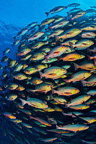 School of Bohar snapper (Lutjanus bohar) swimming in formation along a coral reef. These fish are usually solitary and aggregate each summer in the Red Sea to spawn.  Ras Mohammed National Park, Sinai...