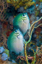 Whitebelly damselfish (Amblyglyphidodon leucogaster) pair spawning /  laying eggs on a seafan (Annella mollis). Ras Mohammed National Park, Sinai, Egypt. Red Sea.
