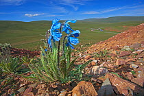 Blue poppy (Meconopsis horridula) and Blue poppy (Meconopsis racemosa) Sanjiangyuan National Nature Reserve, Qinghai Hoh Xil UNESCO World Heritage Site, Qinghai-Tibet Plateau, Qinghai Province, China.