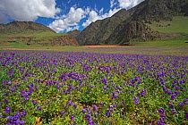 Flowers near the Yangtze River,  Sanjiangyuan National Nature Reserve, Qinghai Hoh Xil UNESCO World Heritage Site, Qinghai-Tibet Plateau, Qinghai Province, China.