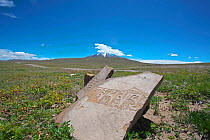 Mani stone, Sanjiangyuan National Nature Reserve, Qinghai Hoh Xil UNESCO World Heritage Site, Qinghai-Tibet Plateau, Qinghai Province, China.