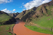 Yangtze River and flock of Bluesheep (Pseudois nayaur) Sanjiangyuan National Nature Reserve, Qinghai Hoh Xil UNESCO World Heritage Site, Qinghai-Tibet Plateau, Qinghai Province, China.
