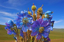Blue poppy (Meconopsis horridula)  Sanjiangyuan National Nature Reserve, Qinghai Hoh Xil UNESCO World Heritage Site, Qinghai-Tibet Plateau, Qinghai Province, China.