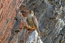 Saker Falcon (Falco cherrug) perched on rocks,  Sanjiangyuan National Nature Reserve, Qinghai Hoh Xil UNESCO World Heritage Site, Qinghai-Tibet Plateau, Qinghai Province, China.