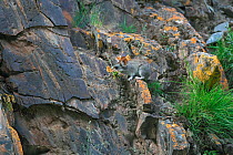 Pika (Ochotona gloveri) carrying vegetation to nest, Sanjiangyuan National Nature Reserve, Qinghai Hoh Xil UNESCO World Heritage Site, Qinghai-Tibet Plateau, Qinghai Province, China.