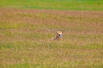 Tibetan Fox (Vulpes ferrilata) in grass, Sanjiangyuan National Nature Reserve, Qinghai Hoh Xil UNESCO World Heritage Site, Qinghai-Tibet Plateau, Qinghai Province, China.