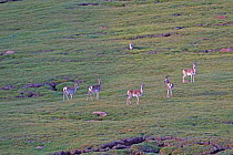Tibetan Fox (Vulpes ferrilata) watching herd of Tibetan gazelle (Procapra picticaudata) Sanjiangyuan National Nature Reserve, Qinghai Hoh Xil UNESCO World Heritage Site, Qinghai-Tibet Plateau, Qinghai...