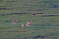 Tibetan Fox (Vulpes ferrilata) watching herd of Tibetan gazelle (Procapra picticaudata) Sanjiangyuan National Nature Reserve, Qinghai Hoh Xil UNESCO World Heritage Site, Qinghai-Tibet Plateau, Qinghai...