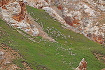 Bluesheep (Pseudois nayaur) flock, Sanjiangyuan National Nature Reserve, Qinghai Hoh Xil UNESCO World Heritage Site, Qinghai-Tibet Plateau, Qinghai Province, China.