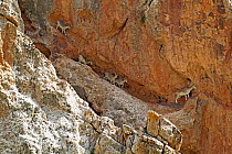 Bluesheep (Pseudois nayaur) flock walking on cliff side, Sanjiangyuan National Nature Reserve, Qinghai Hoh Xil UNESCO World Heritage Site, Qinghai-Tibet Plateau, Qinghai Province, China.