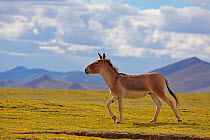Kiang (Equus kiang) walking, Sanjiangyuan National Nature Reserve, Qinghai Hoh Xil UNESCO World Heritage Site, Qinghai-Tibet Plateau, Qinghai Province, China.