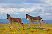 Kiang (Equus kiang) Sanjiangyuan National Nature Reserve, Qinghai Hoh Xil UNESCO World Heritage Site, Qinghai-Tibet Plateau, Qinghai Province, China.