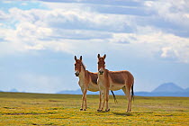 Kiang (Equus kiang) two standing side by side, Sanjiangyuan National Nature Reserve, Qinghai Hoh Xil UNESCO World Heritage Site, Qinghai-Tibet Plateau, Qinghai Province, China.