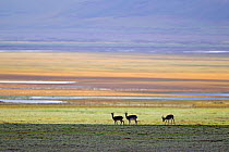 Tibetan gazelle (Procapra picticaudata) Sanjiangyuan National Nature Reserve, Qinghai Hoh Xil UNESCO World Heritage Site, Qinghai-Tibet Plateau, Qinghai Province, China.