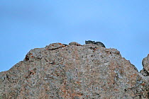 Pallas?s cat (Otocolobus manul) resting on top of rocks,  Sanjiangyuan National Nature Reserve, Qinghai Hoh Xil UNESCO World Heritage Site, Qinghai-Tibet Plateau, Qinghai Province, China.