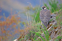 Saker Falcon (Falco cherrug) on rocks, Sanjiangyuan National Nature Reserve, Qinghai Hoh Xil UNESCO World Heritage Site, Qinghai-Tibet Plateau, Qinghai Province, China.