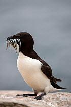 RF - Razorbill (Alca torda) walking with fish in its beak, Saltee Islands, Republic of Ireland, June. (This image may be licensed either as rights managed or royalty free.)