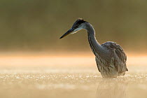 RF - Grey Heron (Ardea cinerea) foraging in the early morning light,  Valkenhorst nature reserve, Valkenswaard, The Netherlands, June (This image may be licensed either as rights managed or royalty f...