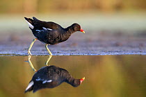 RF - Moorhen (Gallinula chloropus) at the edge of a pond, Valkenhorst Nature Reserve, Valkenswaard, the Netherlands July (This image may be licensed either as rights managed or royalty free.)