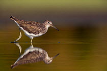 RF - Green sandpiper (Tringa ochropus) adult in breeding plumage, feeding in shallow freshwater pool. Valkenhorst Nature Reserve, Valkenswaard, The Netherlands. July (This image may be licensed either...