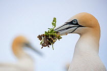 RF - Gannet (Morus bassanus) close-up portrait with nesting material in beak, Saltee Islands, Republic of Ireland. June (This image may be licensed either as rights managed or royalty free.)