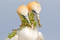 RF - Gannet (Morus bassanus) courtship offering nesting material to each other, Saltee Islands, Republic of Ireland. June (This image may be licensed either as rights managed or royalty free.)