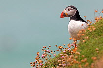 RF - Puffin (Fratercula arctica) among coastal thrift (Armeria maritima)  Great Saltee, Saltee Islands, Republic of  Ireland,  June. (This image may be licensed either as rights managed or royalty fre...