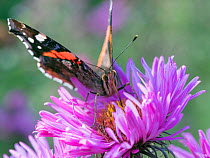 RF - Red admiral butterfly (Vanessa atalanta) on Michaelmas daises (Aster amellus) in autumn, Norfolk, England, UK, September. (This image may be licensed either as rights managed or royalty free.)