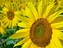 RF - Sunflowers (Helianthus annuus) in bloom on Norfolk, England, UK. August. (This image may be licensed either as rights managed or royalty free.)