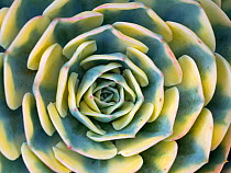 RF - Close up detail of variegation of Aeonium 'Sunburst'. (This image may be licensed either as rights managed or royalty free.)