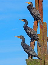 RF - Cormorants (Phalacrocorax carbo) group of three resting on the Cromer Beach Groynes, Norfolk, England, UK, September. (This image may be licensed either as rights managed or royalty free.)