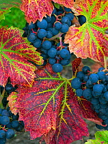 RF - Ripe black grapes 'Regent' variety with autumn coloured leaves,  Norfolk, England, UK, September. (This image may be licensed either as rights managed or royalty free.)