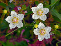 RF - Grass-of-parnassus (Parnassus palustris) flowers. Norfolk, England, UK, August. (This image may be licensed either as rights managed or royalty free.)