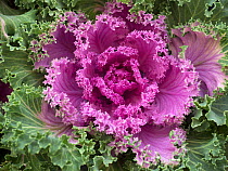 RF - Ornamental Kale 'Nagoya Rose' in garden border. (This image may be licensed either as rights managed or royalty free.)