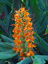 Ginger Lily (Hedychium) 'Tara' growing in autumn border.